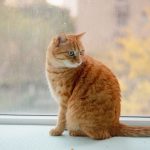 An orange tabby cat gazes outside while sitting on a windowsill, with autumn foliage in the background.