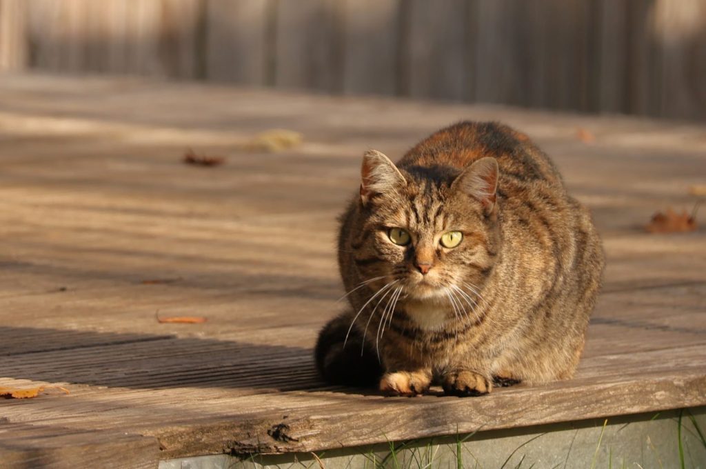 A tabby cat with green eyes sits alertly on a sunlit wooden deck.