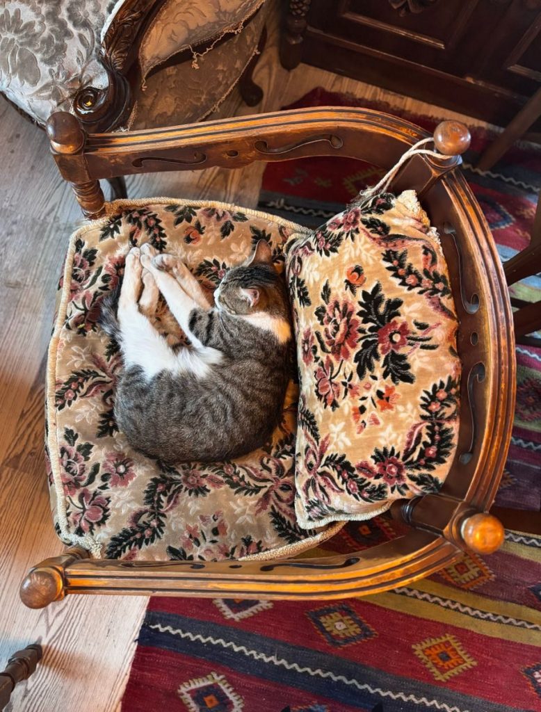 A cat peacefully sleeping on a vintage armchair with floral cushions in a rustic room.