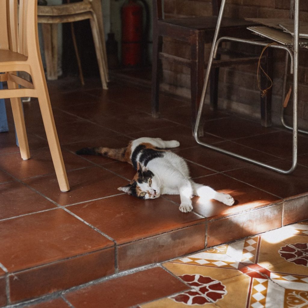 A calico cat enjoys a sunbeam on a tiled kitchen floor, surrounded by rustic furniture.