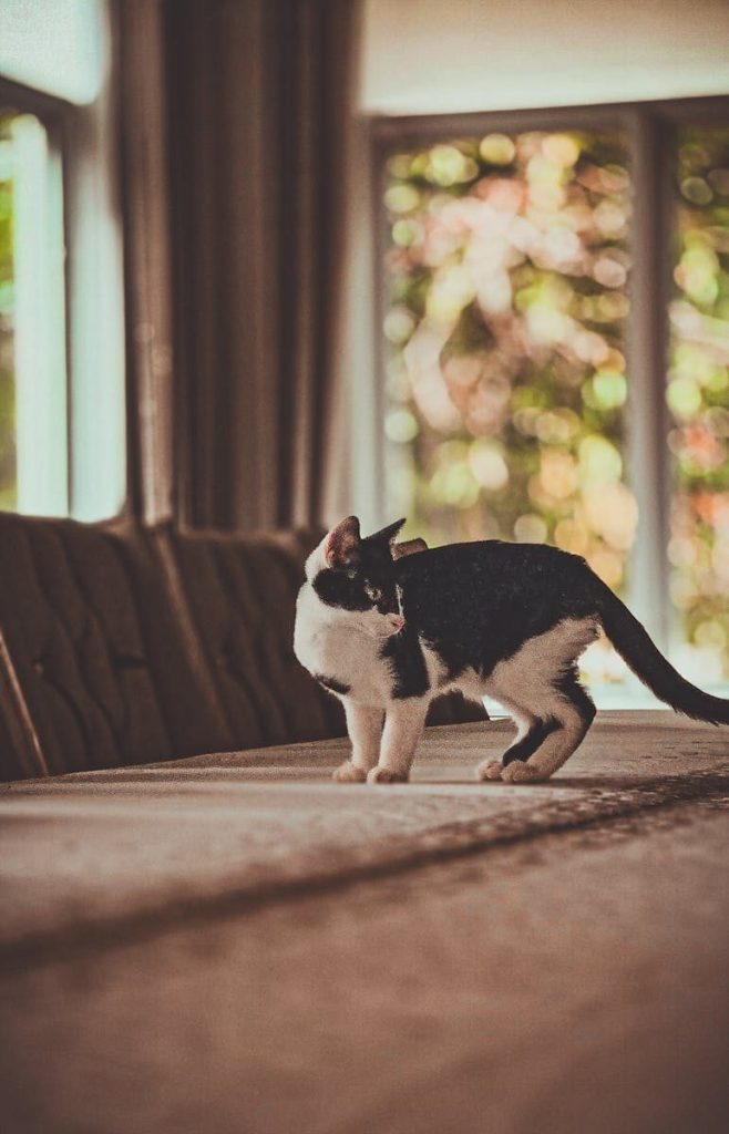 A curious black and white cat exploring indoors beside a large window.
