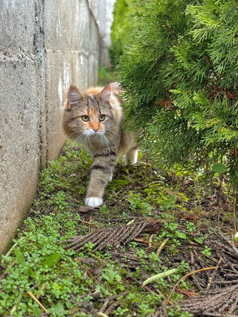 A fluffy cat walks through a lush green garden with a curious expression, highlighting nature's beauty.