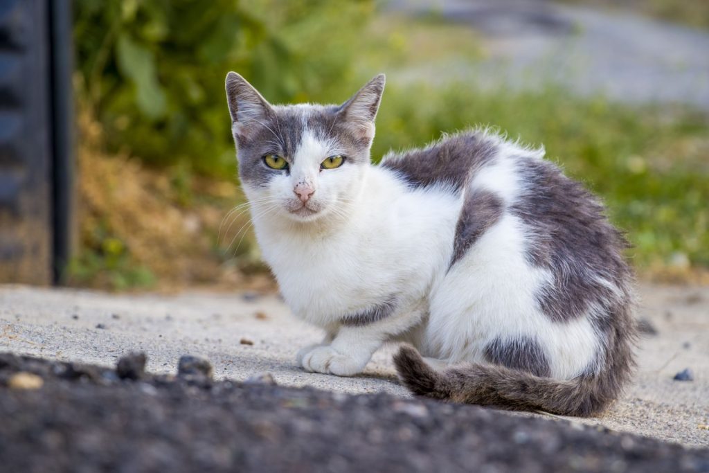 Close-up of a white and gray cat sitting on a path outdoors, surrounded by foliage.