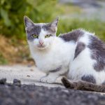 Close-up of a white and gray cat sitting on a path outdoors, surrounded by foliage.