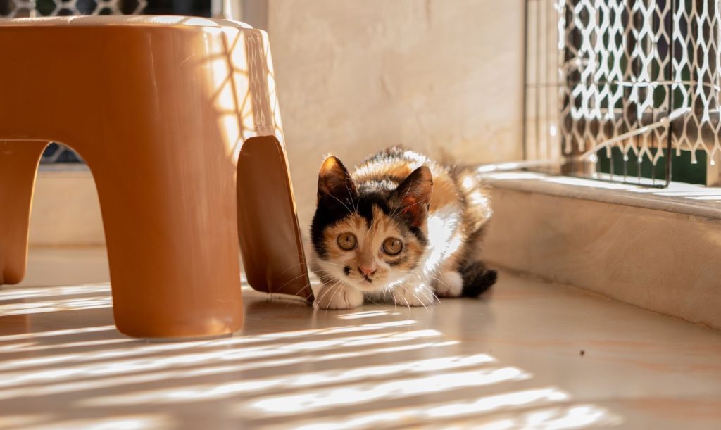 A calico kitten playfully hides under furniture in bright sunlight indoors.