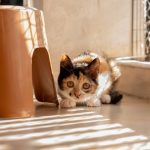 A calico kitten playfully hides under furniture in bright sunlight indoors.