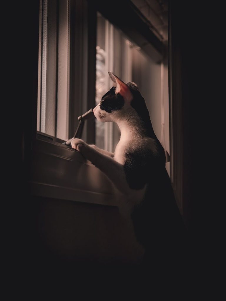 A black and white cat looks out a window in soft, subdued lighting, creating a serene and contemplative mood.