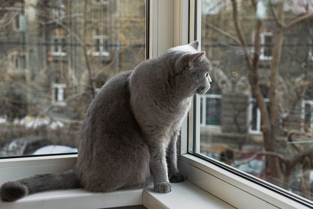 A grey British Shorthair cat sitting on a windowsill, looking outside on a winter day.