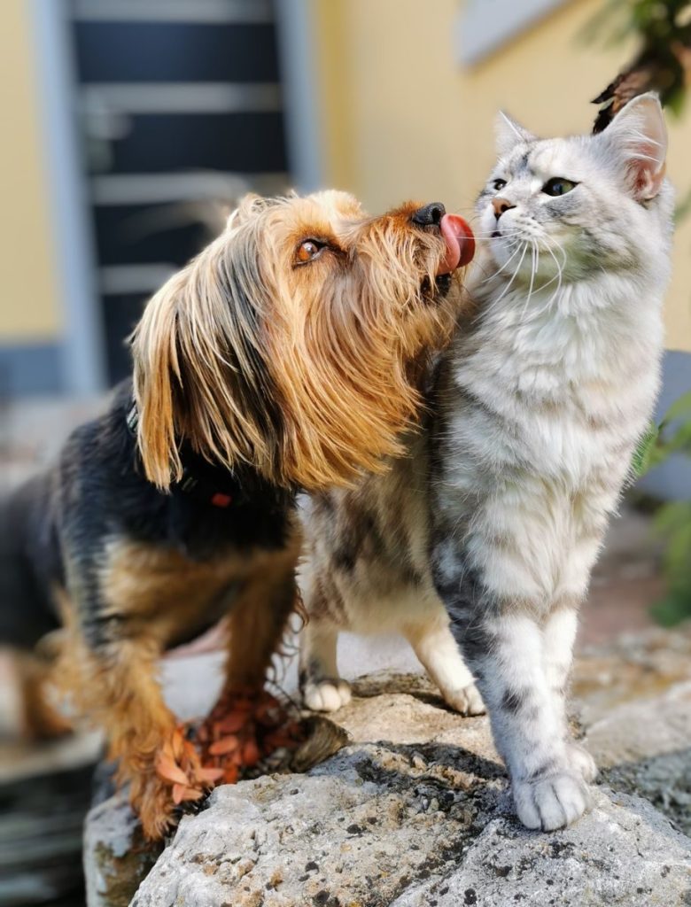 Cute dog playfully licking a cat while enjoying a sunny day outdoors.