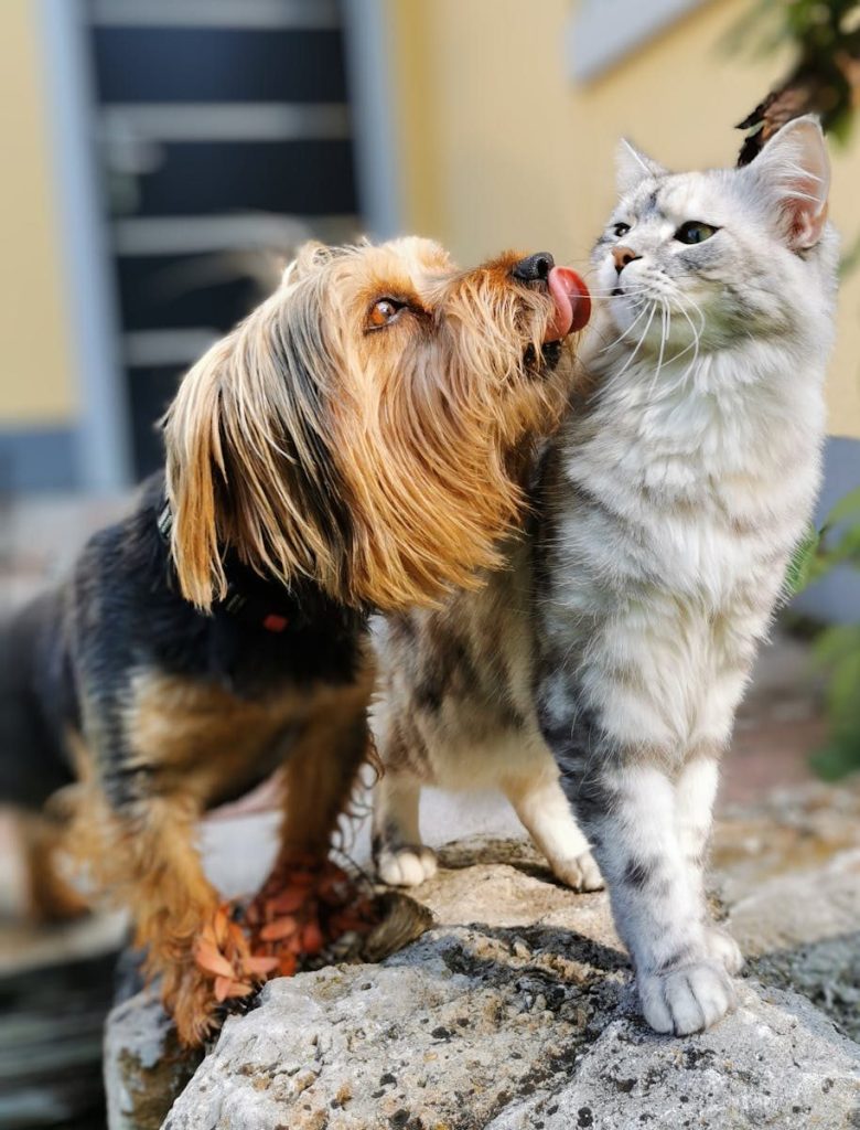 Cute dog playfully licking a cat while enjoying a sunny day outdoors.