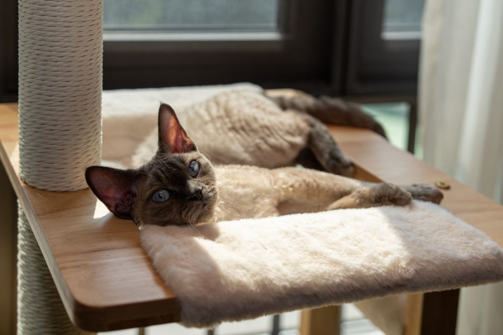 A Devon Rex cat lounging comfortably on a sunlit cat tree indoors.