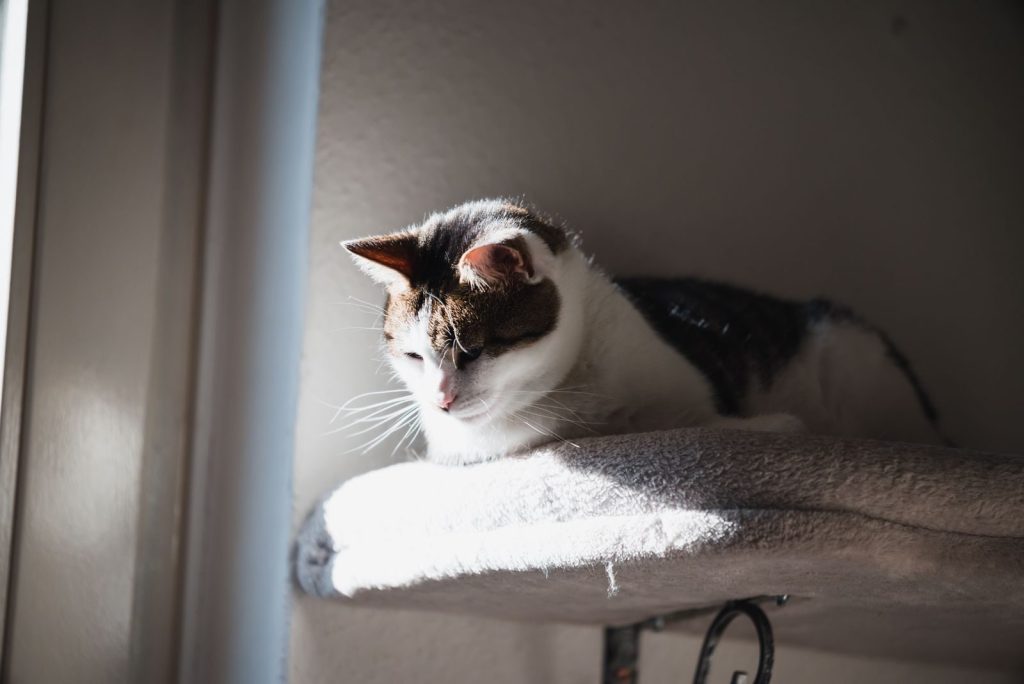 A domestic cat lounges on a perch, bathed in warm sunlight indoors.