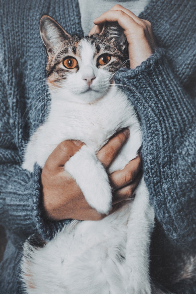 Adorable tabby cat being lovingly held indoors. Perfect pet portrait.