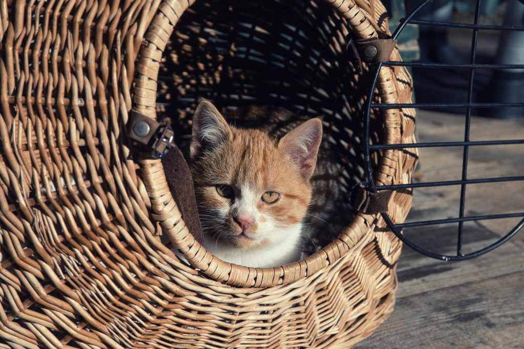 Ginger and white kitten in a cozy wicker basket, basking in afternoon light.