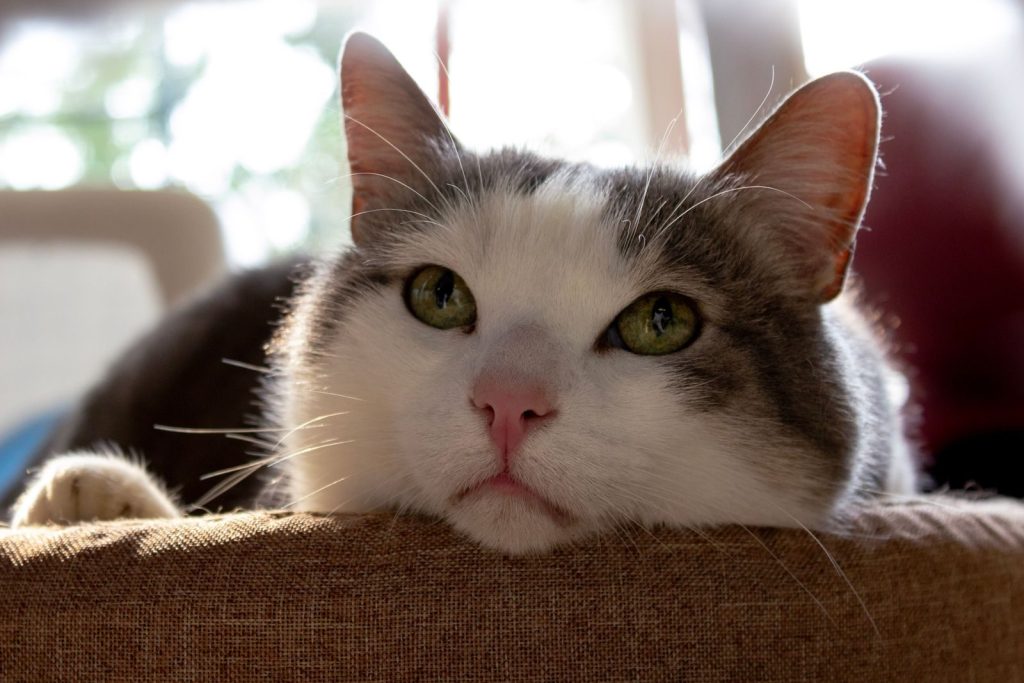 Charming portrait of a cat with green eyes resting comfortably inside a home.