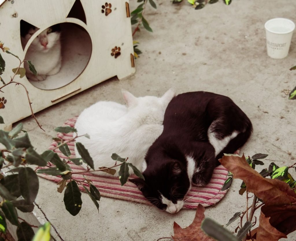 Two cats snuggle on a mat outside a wooden cat house. Calm and serene moment.