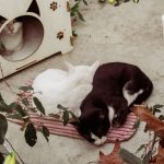 Two cats snuggle on a mat outside a wooden cat house. Calm and serene moment.