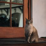 Siamese cat with blue eyes sitting peacefully on a porch.