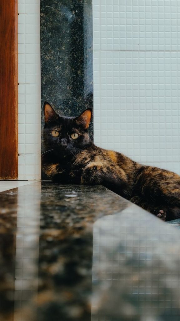 A tortoiseshell cat relaxing on a polished stone countertop in a modern bathroom setting.