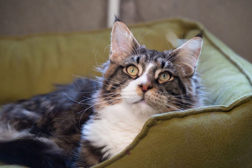 A beautiful Maine Coon cat relaxing in a green bed, looking content and serene.