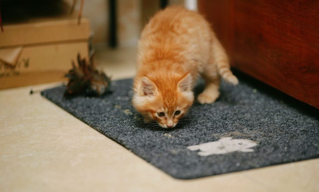 Adorable orange kitten curiously exploring indoors on a dark carpet.