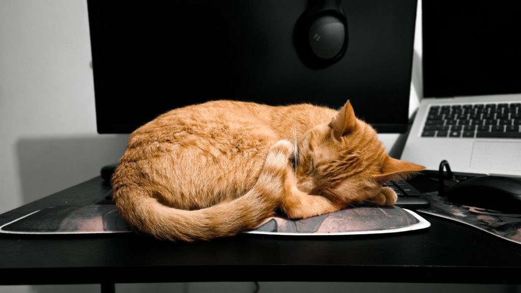A relaxed orange tabby cat sleeping on a desk near a laptop in an indoor office setting.
