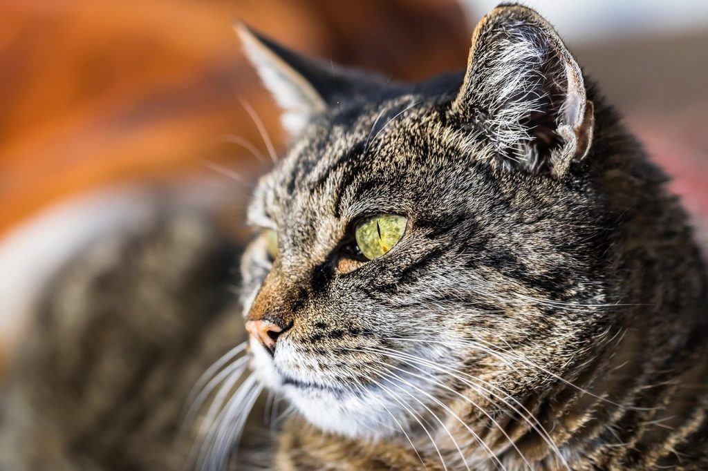 animal, cat, domestic animal, pet, fur, close up, nature, cat eyes