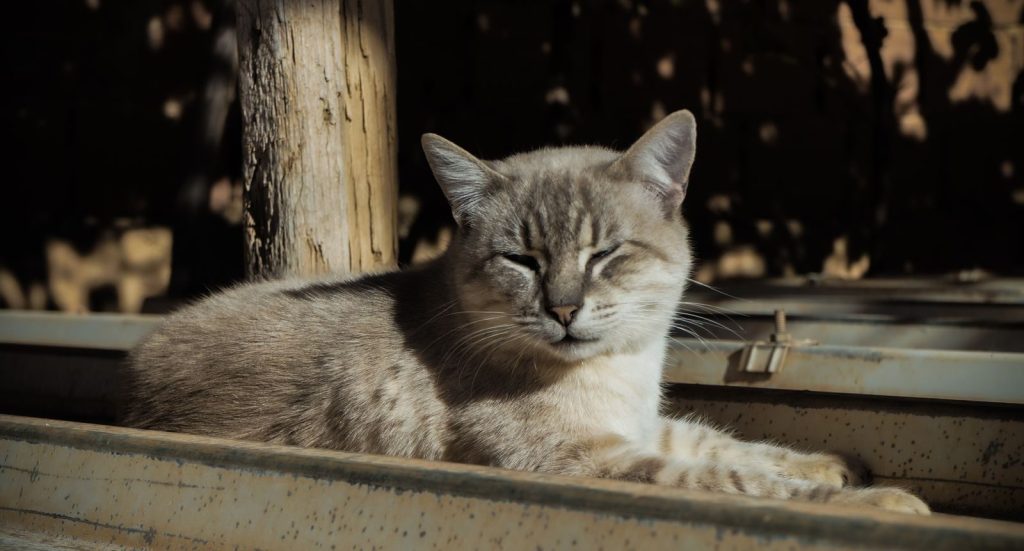 A serene cat resting in sunlight on a warm day, casting soft shadows.