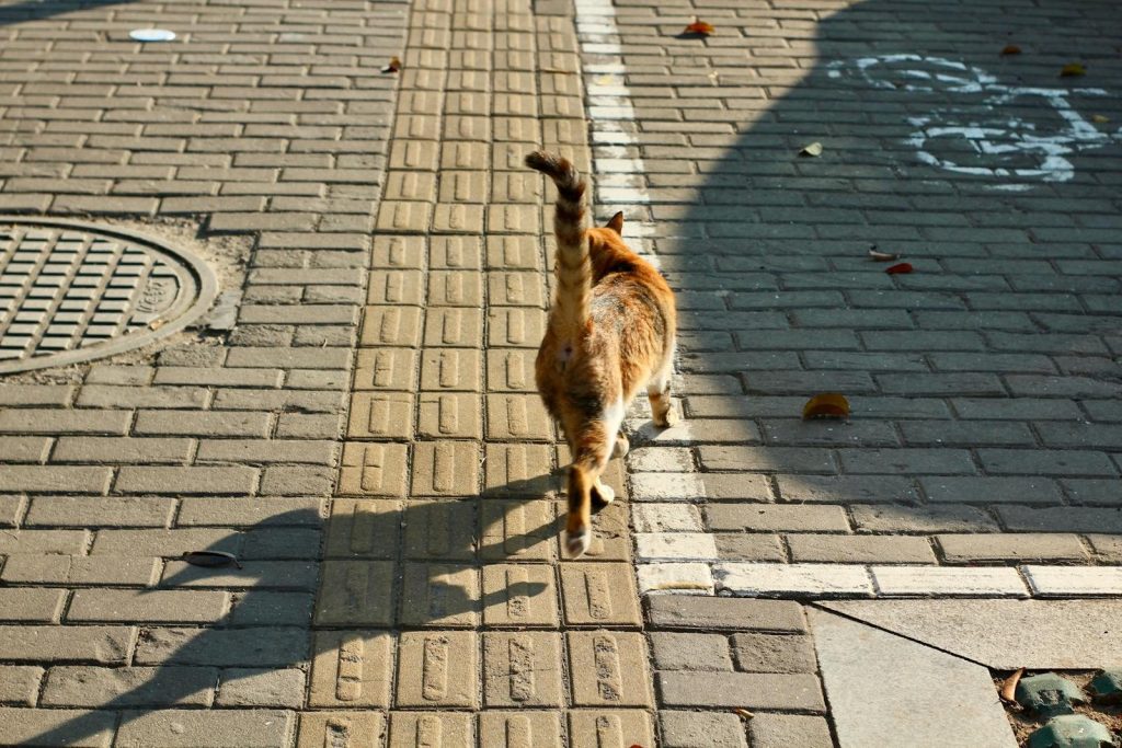 A ginger tabby cat walks along a patterned pavement under sunlight, casting a shadow.