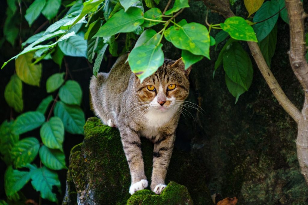 Curious tabby cat with striking eyes stands on mossy rock under vibrant green leaves.