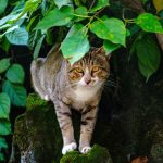 Curious tabby cat with striking eyes stands on mossy rock under vibrant green leaves.