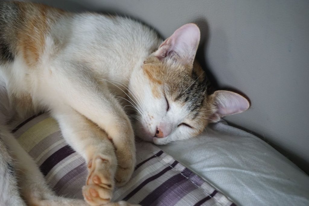 A peaceful calico cat sleeping indoors on a striped pillow, exuding calm and comfort.