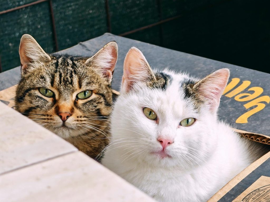 Close-up of two adorable cats resting together in a cozy cardboard box, expressing warmth and companionship.