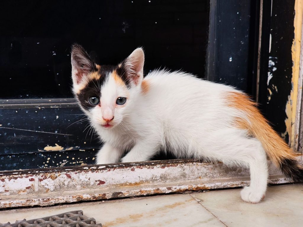 Adorable calico kitten exploring a window sill, showcasing its curious nature.