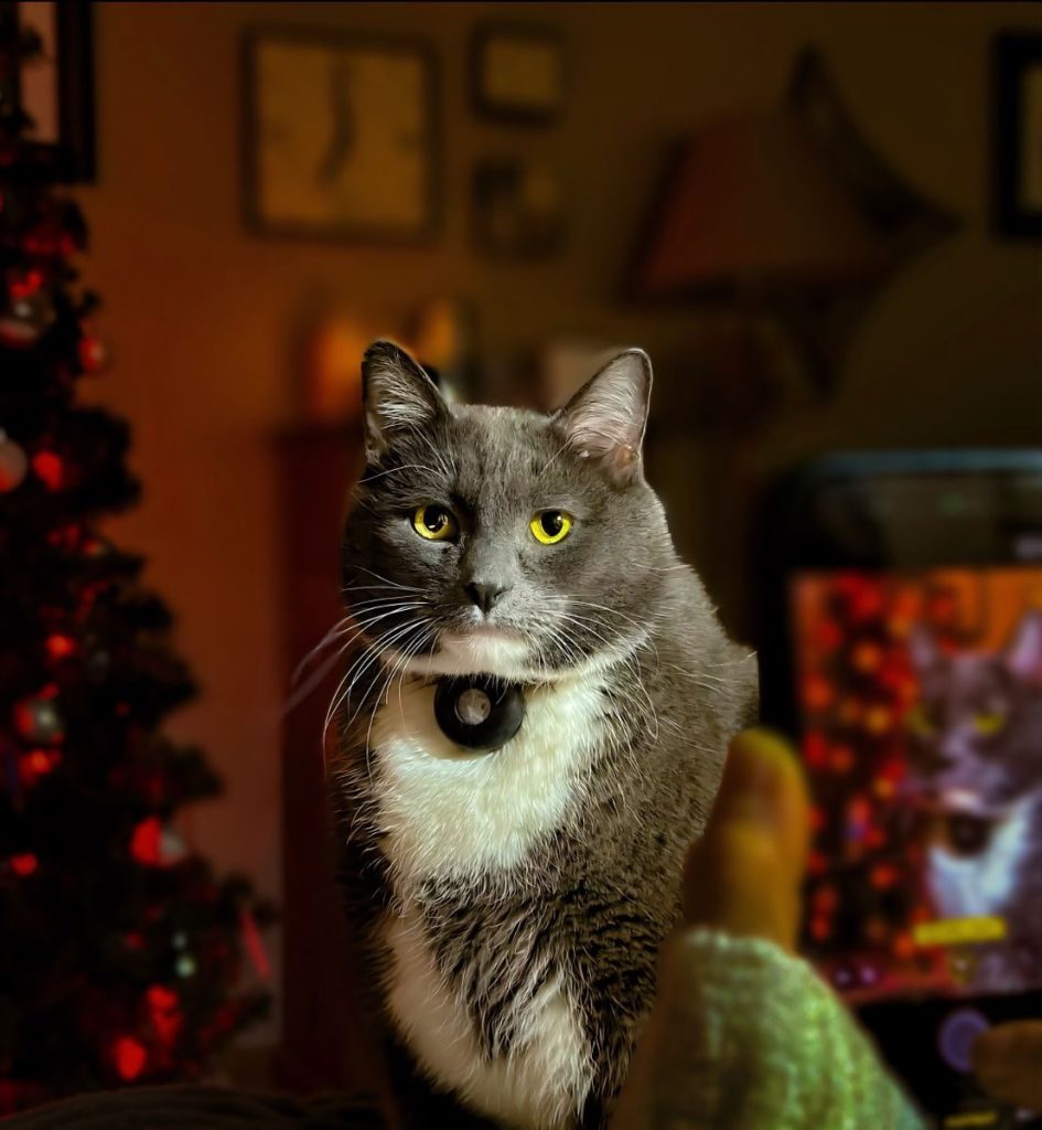 Gray and white cat posing near a decorated Christmas tree indoors.