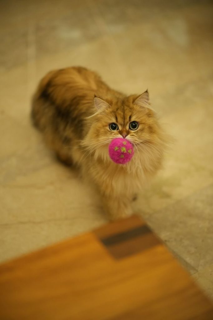 A cute Persian cat playing with a pink toy ball on the floor, looking up adorably.