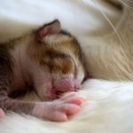 Adorable newborn kitten snuggled up with mother cat, portraying warmth and tenderness.