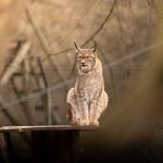 Captivating image of a European lynx perched in its natural environment.