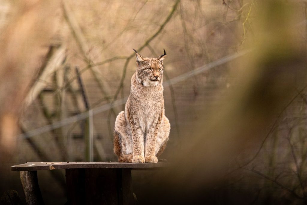 A majestic Eurasian lynx perched in its natural habitat at Leipzig Zoo, Germany.