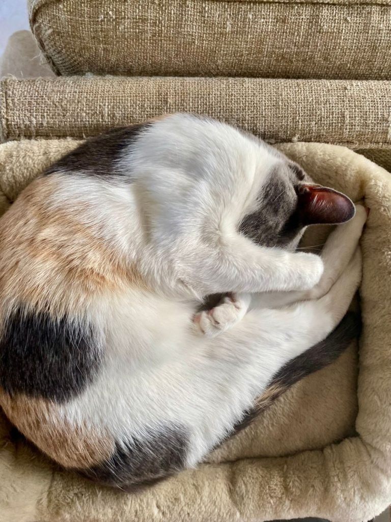 A calico cat curled up sleeping comfortably in a soft, cushioned bed indoors.