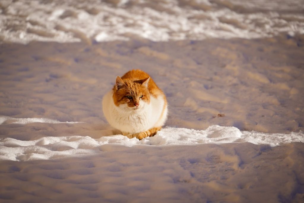 A ginger cat sitting peacefully on a snowy surface during a sunny winter day.
