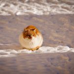 A ginger cat sitting peacefully on a snowy surface during a sunny winter day.