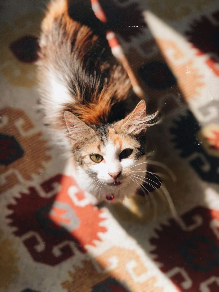 Charming calico cat basks in sunlight on a colorful rug.
