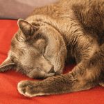 A peaceful cat sleeping soundly on a vibrant red blanket indoors.