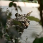 A striped stray cat cautiously explores its surroundings, partially hidden by foliage in a city setting.