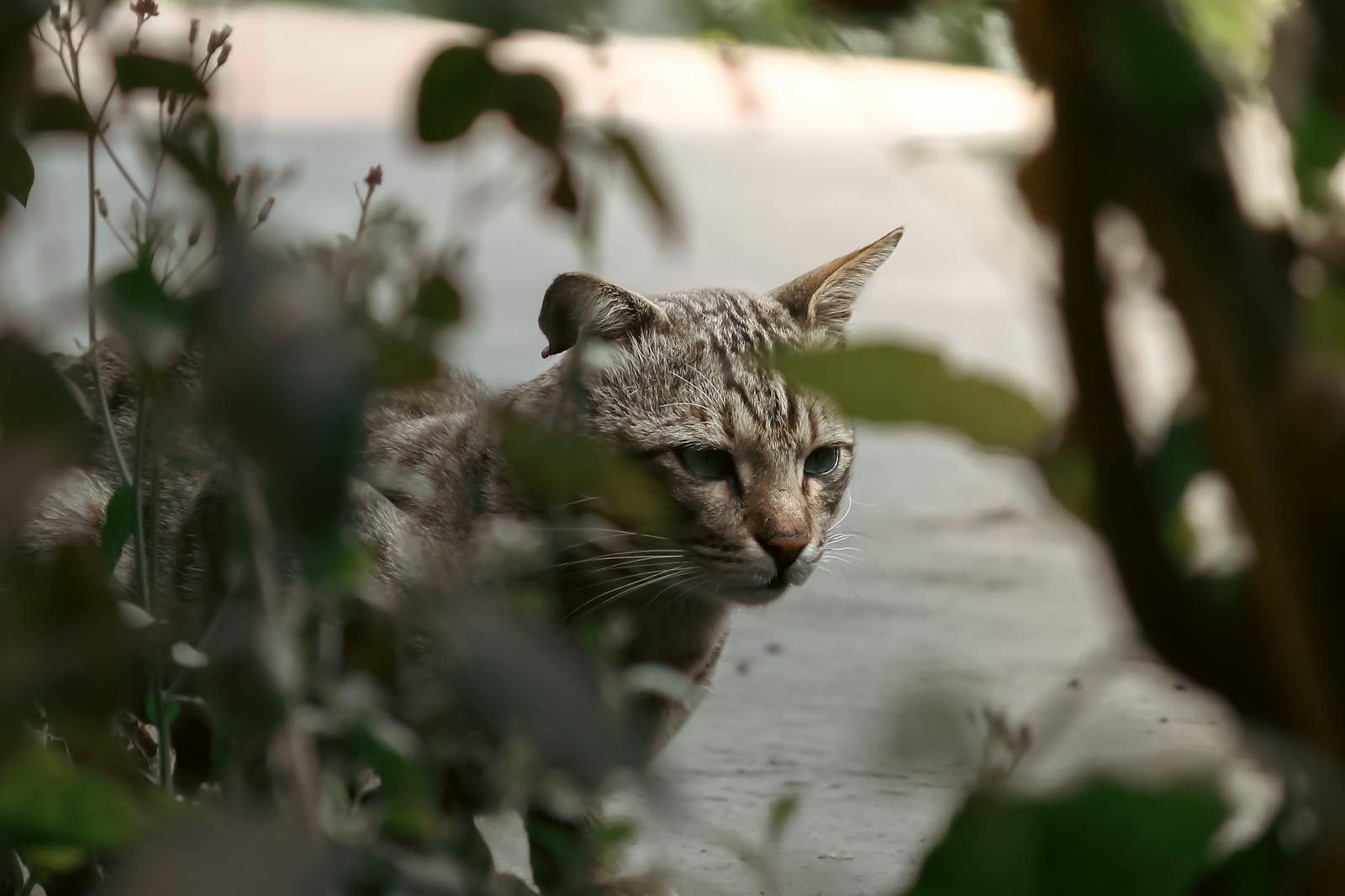 A striped stray cat cautiously explores its surroundings, partially hidden by foliage in a city setting.