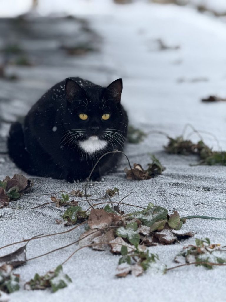A black cat with yellow eyes rests on a snowy path among fallen leaves and snowflakes.