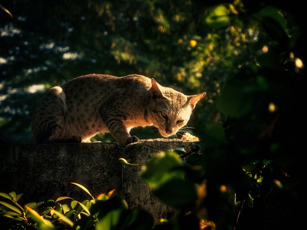 A serene cat basks in sunlight on a stone wall, surrounded by lush greenery.