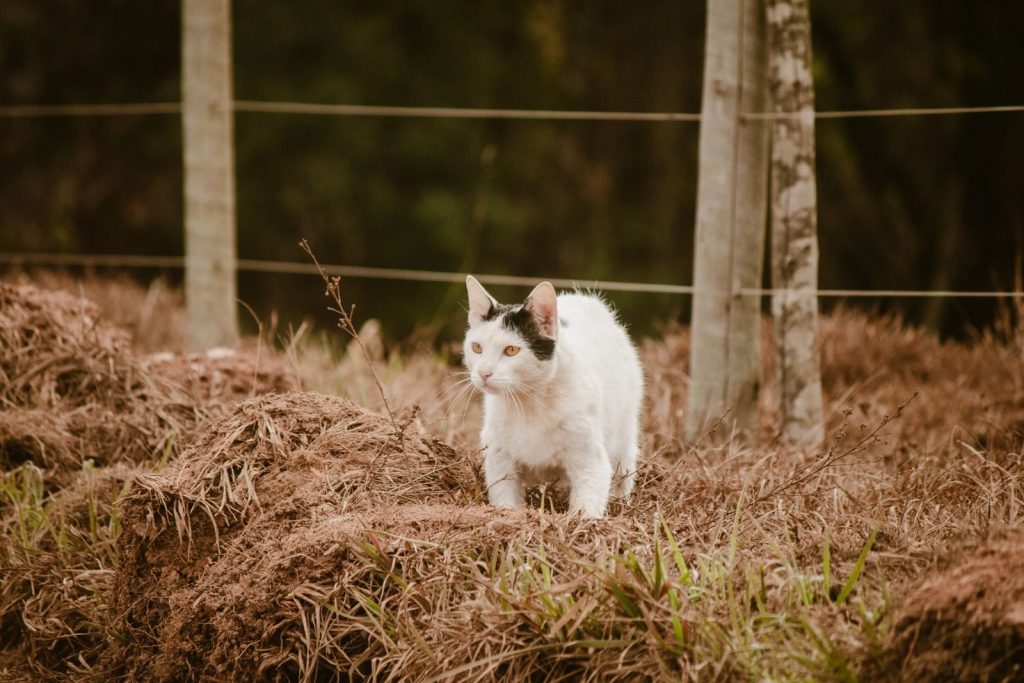 A white and black cat exploring a rural area with fences and dry grass, captured outdoors.