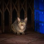 A stray tabby cat illuminated by light near blue crates in an industrial area.